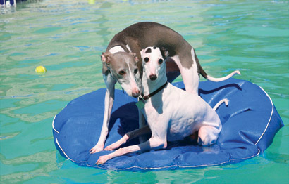 Dog and Puppy in Pools