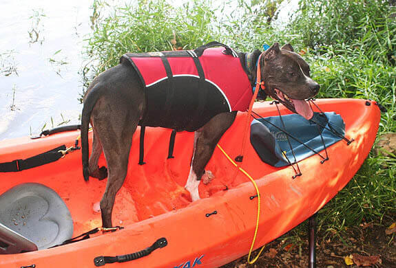 Teach Your Dog and Puppy to Swim!