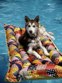 Dog and Puppy in Pools