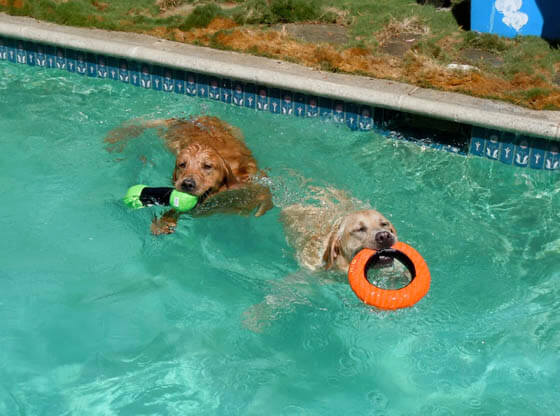 Dog Pool Puppy Toys