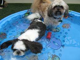 Dog and Puppy in Pools