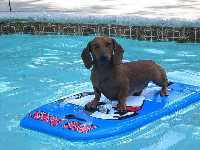 Dog and Puppy in Pools