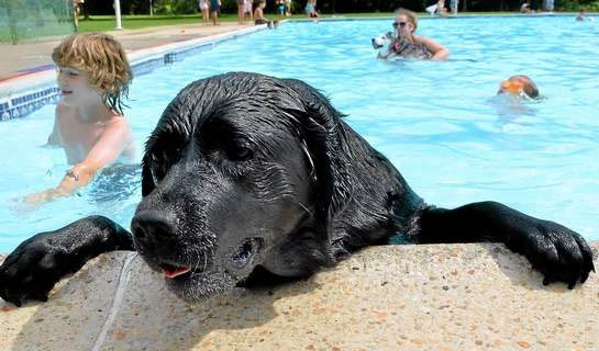 Dog Pools, Underwater Dogs and Puppies