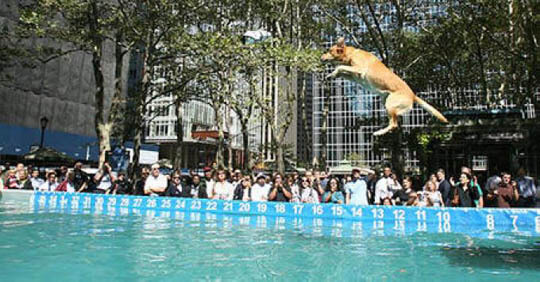 Dog and Puppy in Pools