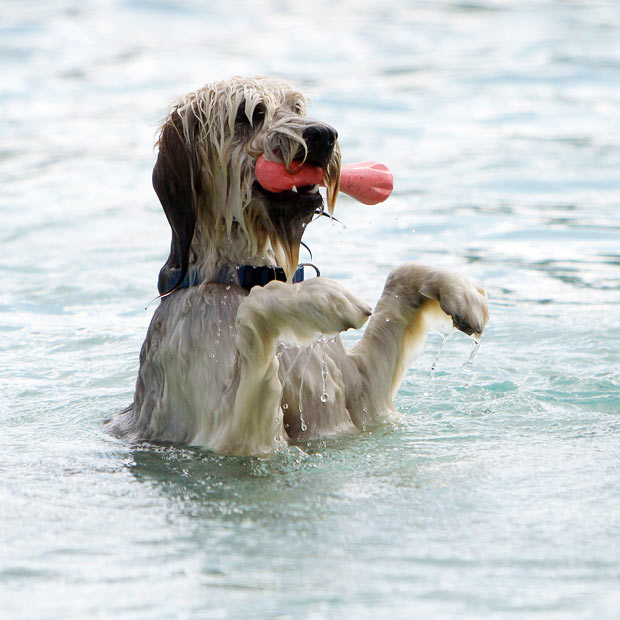 Dog Pools, Underwater Dogs and Puppies