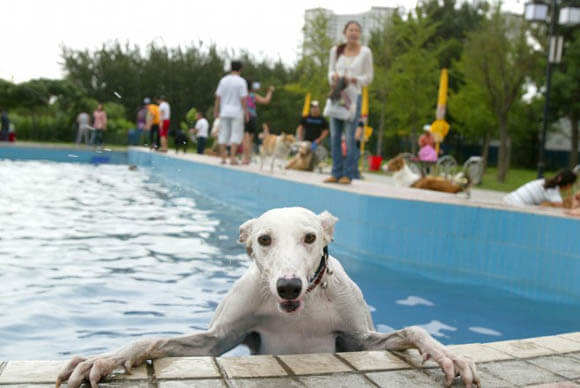 Dog Pools, Underwater Dogs and Puppies