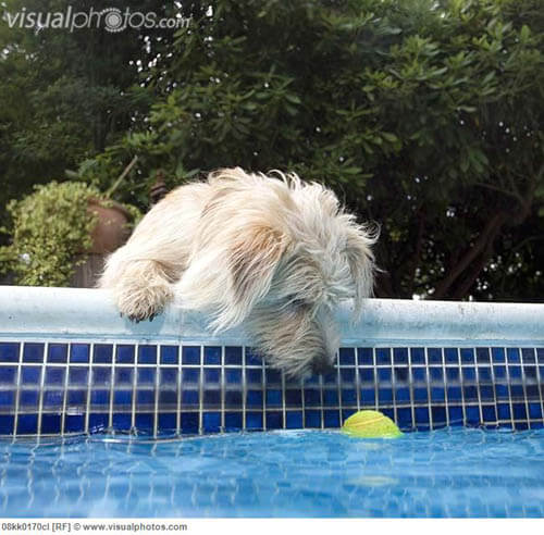 Dog and Puppy in Pools