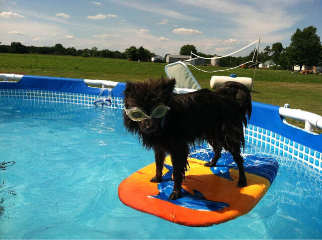 Dog and Puppy in Pools