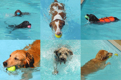 Teach Your Dog and Puppy to Swim!