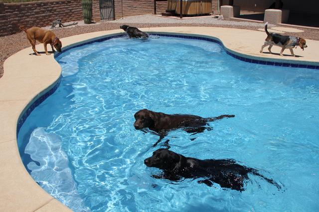 Dog Pools, Dogs and Pools, Dog Pool Rules