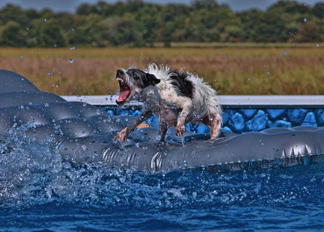 Dog Pools, Underwater Dogs and Puppies