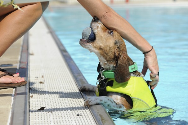 Dog Pools, Underwater Dogs and Puppies