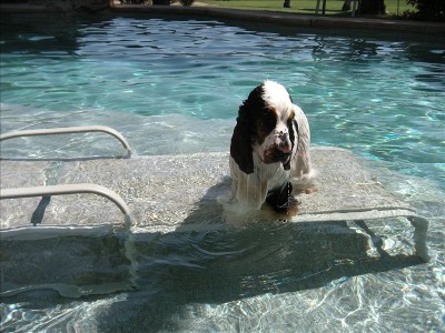 Dog and Puppy in Pools