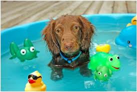 Dog Pools, Underwater Dogs and Puppies