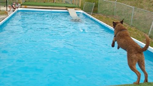 Dog and Puppy in Pools