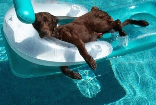 Dog Pools, Underwater Dogs and Puppies