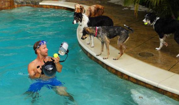 Dog and Puppy in Pools