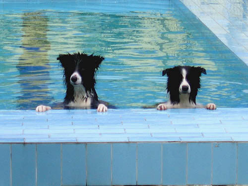 Dog Pools, Underwater Dogs and Puppies