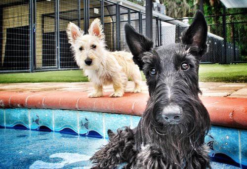 Dog Pools, Underwater Dogs and Puppies