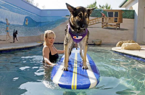 Teach Your Dog and Puppy to Swim!