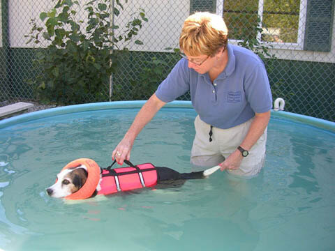 Dog Pools, Underwater Dogs and Puppies