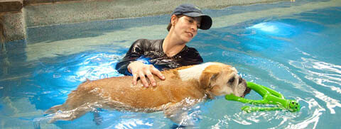 Dog Pools, Underwater Dogs and Puppies