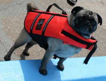 Teach Your Dog and Puppy to Swim!