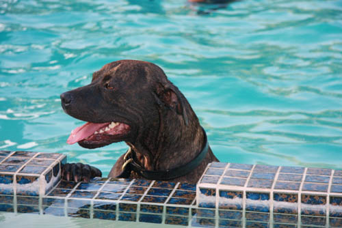 Dog Pools, Underwater Dogs and Puppies