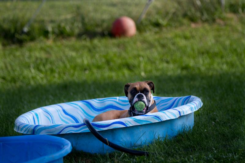 Dog Pools, Underwater Dogs and Puppies