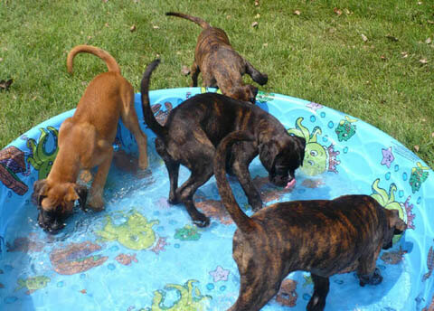 Dog and Puppy in Pools