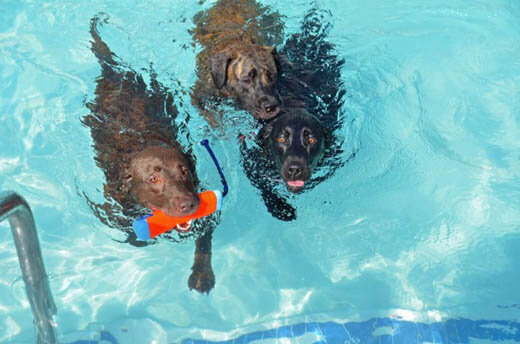 Dog and Puppy in Pools