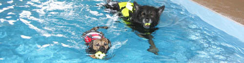 Dog and Puppy in Pools