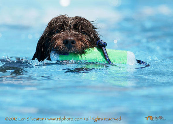 Dog Pools, Underwater Dogs and Puppies