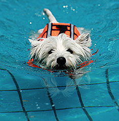 Dog and Puppy in Pools