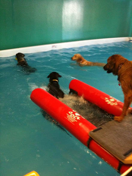 Dog and Puppy in Pools