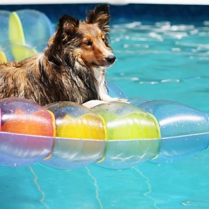 Dog and Puppy in Pools