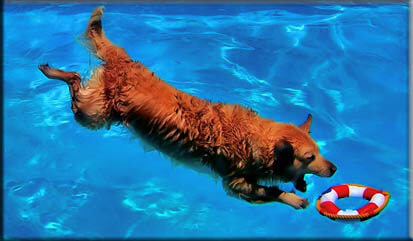 Dog Pool Puppy Toys