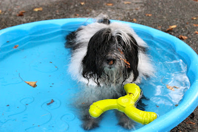 Dog Party Pools