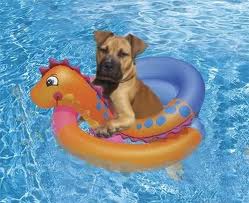 Dog Pool Puppy Toys