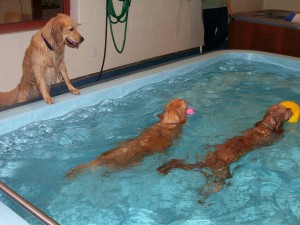 Dog and Puppy in Pools