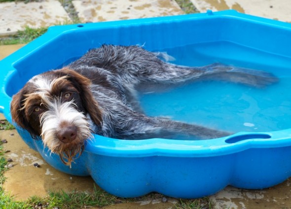 Dog Pools, Underwater Dogs and Puppies