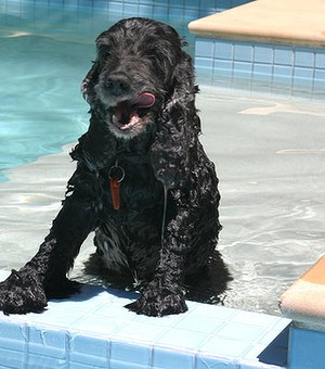 Dog and Puppy in Pools