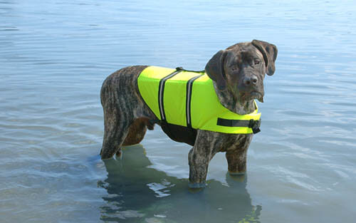 Teach Your Dog and Puppy to Swim!