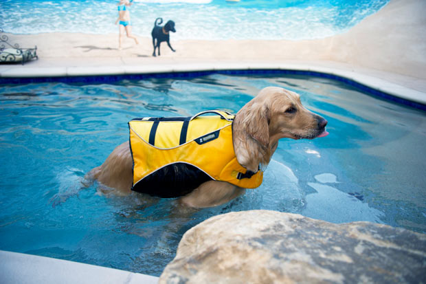 Teach Your Dog and Puppy to Swim!