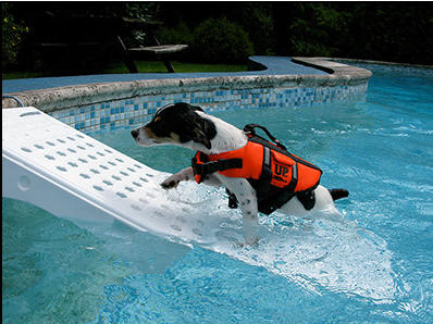 Teach Your Dog and Puppy to Swim!