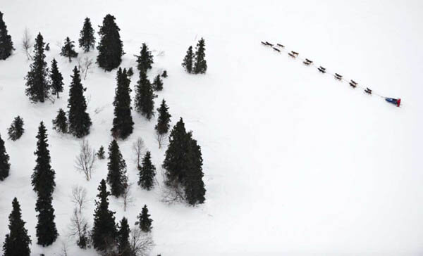 Sledding Dog Race, Sled Dogs, Husky, Malamut, Siberian, Alaskian