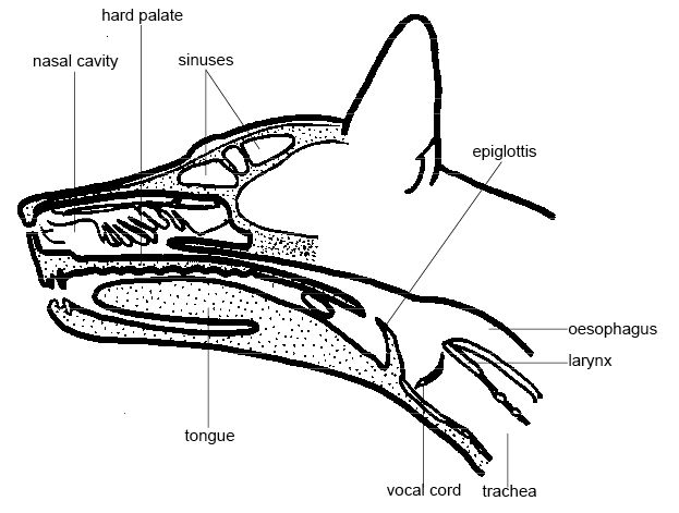 Dog Head Structure