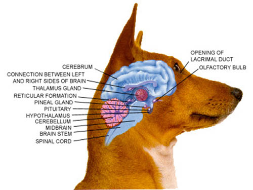 dog brain