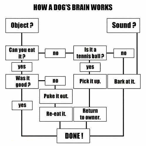 DOG BRAIN STRUCTURE