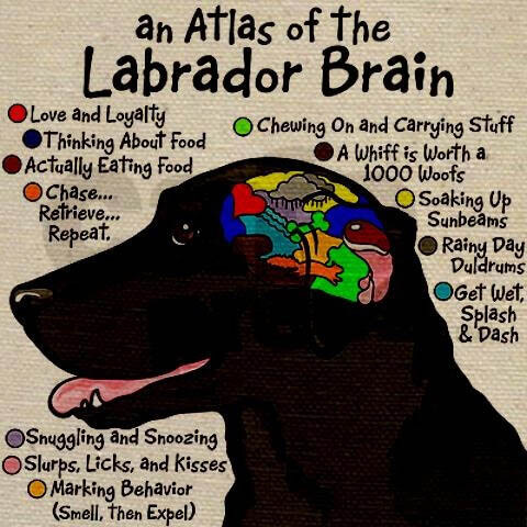 dog brain